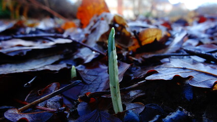 autumn leaves on the ground