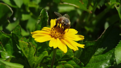 bee on flower