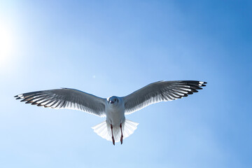 seagull in flight