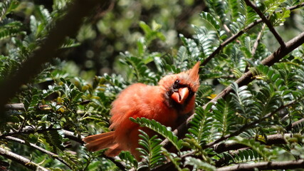 cardinal