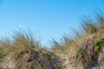 Gewöhnlicher Strandhafer oder Gemeiner Strandhafer (Ammophila arenaria)