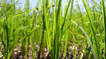 green grass background