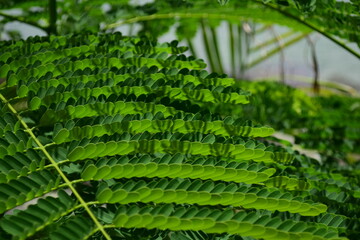 fern leaves