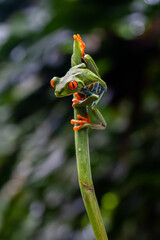 Close up view of a Beautiful red eye frog in the rain forest of Costa Rica