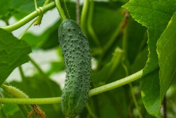 large ripe green cucumber close-up in a greenhouse at a vegetable production plant