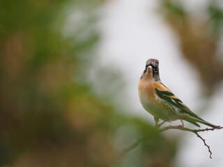 野鳥　アトリ