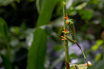 Close up view of a Beautiful red eye frog in the rain forest of Costa Rica