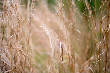 Textured dried meadow grasses with soft focused abstract background ~A MEADOW'S SPLENDOR~