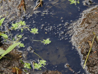 Green vegetation in the water and tadpoles
