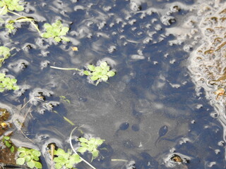 Green vegetation in the water and tadpoles