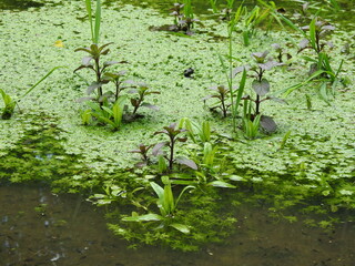 Green vegetation in the water and tadpoles