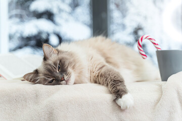 Fluffy cat of tabby point color at home on the windowsill next to a book and a mug, winter outside the window