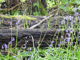 Blue forest - flowers in the forest type bells and horizontal trunks