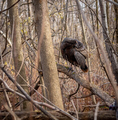 Wild turkey in a boreal forest Quebec, Canada.