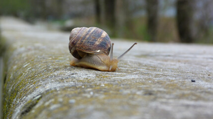 snail on parapet