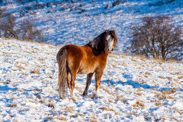 Fototapeta na wymiar Beautiful wild Welsh Mountain Pony grazing in the snow