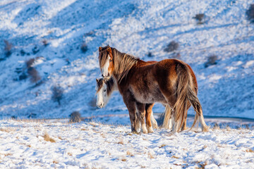Wild mountain ponies in a snowy, winter landscape