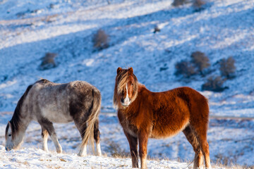 Fototapeta na wymiar Wild Welsh Ponies in a cold, winter, snow covered landscape