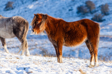 Obraz na płótnie Canvas Wild mountain ponies in a snowy, winter landscape