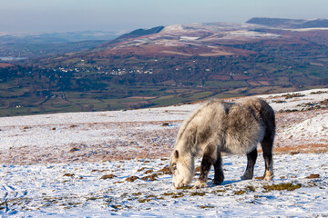 Beautiful wild Welsh Mountain Pony grazing in the snow