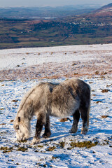 Wild ponies feeding on moorland in the snow
