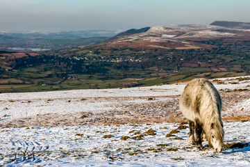 Beautiful wild Welsh Mountain Pony grazing in the snow