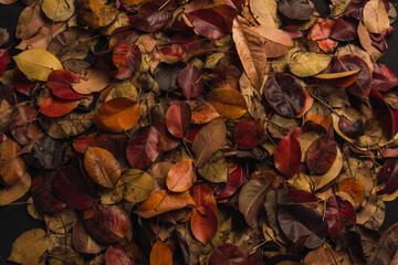Autumn leaves of a pear tree on the ground, their ocher, red, orange, and yellow colors herald the arrival of winter.