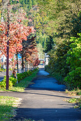 【秋イメージ】道路沿いの秋を感じる風景