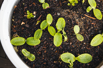 pumpkin plant seedlings outdoor in sunny vegetable garden