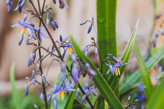 native Australian dianella grass with flowers plant outdoor in a sunny backyard