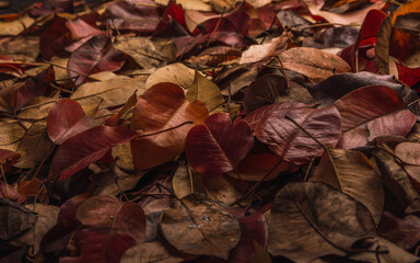 Autumn leaves of a pear tree on the ground, their ocher, red, orange, and yellow colors herald the arrival of winter.. 4