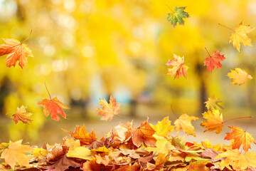 Naklejka na ściany i meble Autumn season. Beautiful leaves falling in park