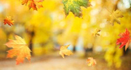 Naklejka na ściany i meble Autumn season. Beautiful leaves falling in park. Banner design