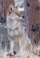 Coyote