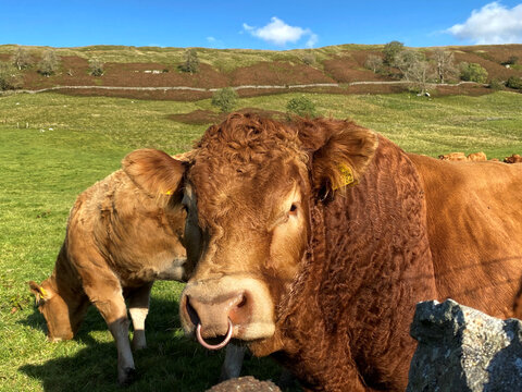 Magnificent Brown Bull, With A Cow, On The Other Side Of The Dry Stone Wall Near, Hawkswick, Skipton, UK