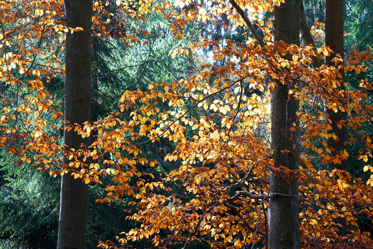 herbst