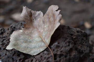 Autumn beauty 