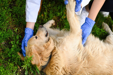 Veterinarian first aid. Veterinarian treatment. Senior dog treatment. Senior dog health issues. Golden retriever medical treatment. Animal health examination.