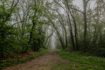 Foggy path in the forest