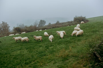 Obraz premium Sheep in the field