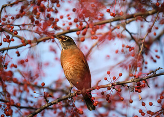 American Robin (Turdus migratorius), standing on a branch of a red crabapple tree covered in autumn fruit