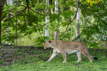 Female lion prancing through a field wildlife photography