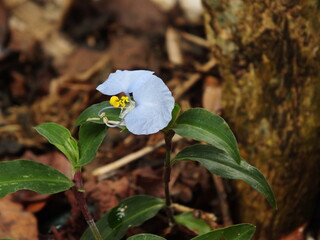small lonely flower