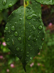 rain drops on a leaf