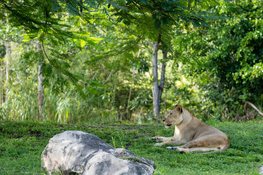 Female lion laying in the shade on grass