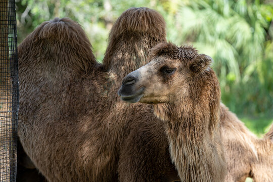 Camel with two humps nature wildlife photography