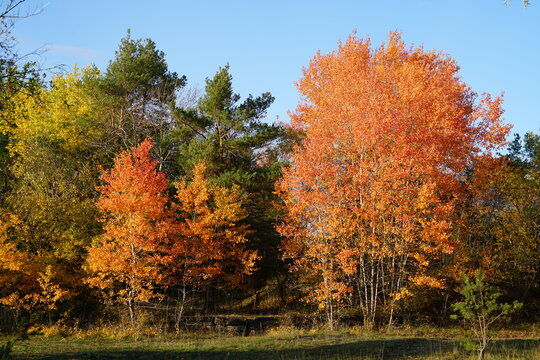 herbst