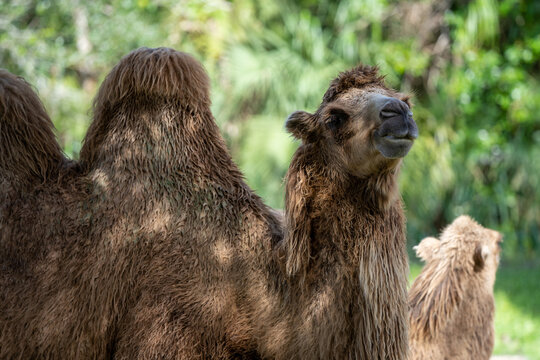 Female mother camel looking towards camera