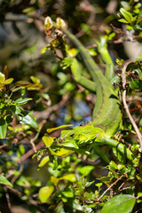 Iguana eating a leaf in the bush