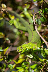 Smiling Iguana in the bush